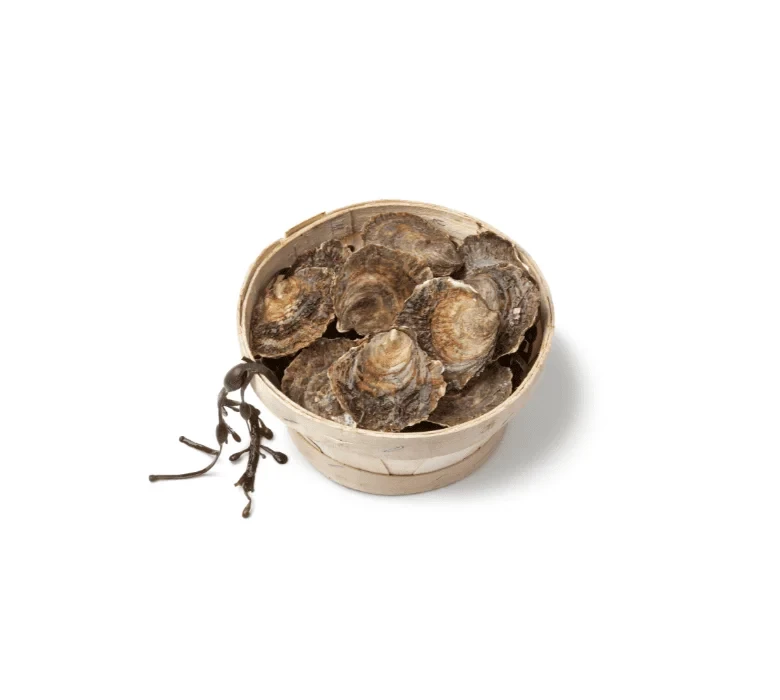 Устрицы плоские Ostrea Edulis Tres Tres Grosse № 1